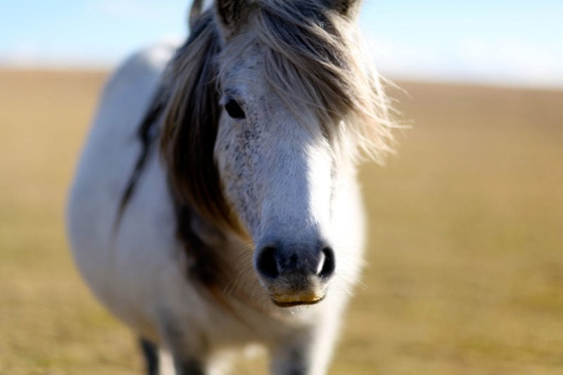 Dartmoor pony by Al King